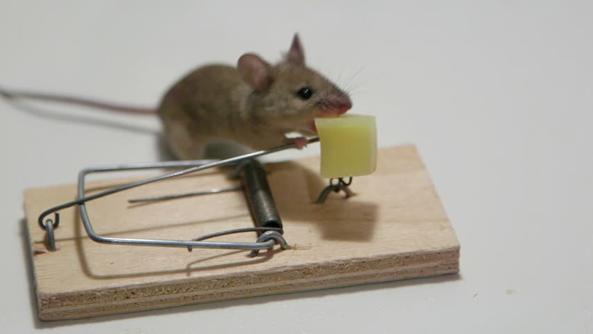 Funny Mouse Eating Cheese In A Mousetrap. Canon C100, 60i Stock Footage ...