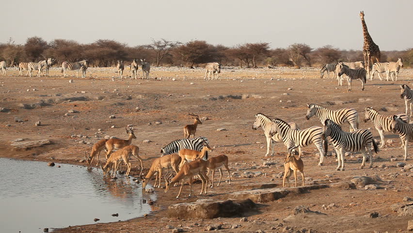 Stock Video Clip of Impala antelopes, zebra and a giraffe frightened ...