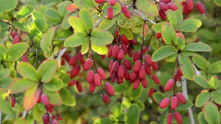 Resultado de imagen de Berberis vulgaris