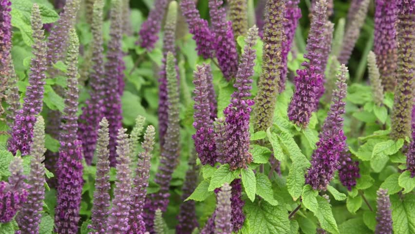 Header of germander