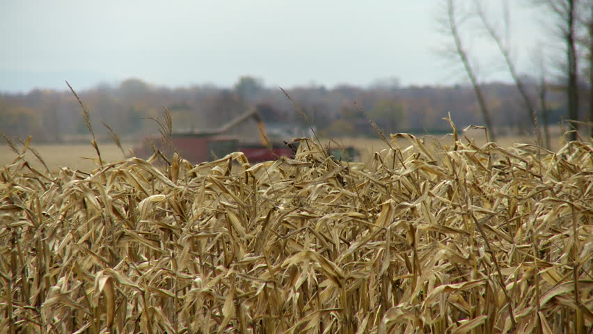 Hunters Hunting Ring-necked Pheasant In South Dakota Corn Field ...