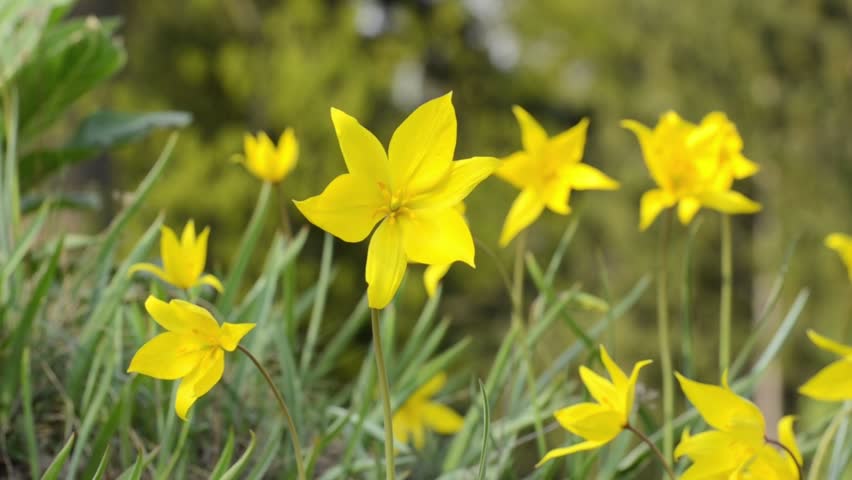 Tulipa Sylvestris Stock Video Footage - 4K and HD Video Clips ...