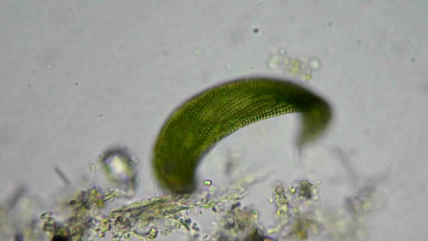 Stock video of live green euglen alga under microscope ...