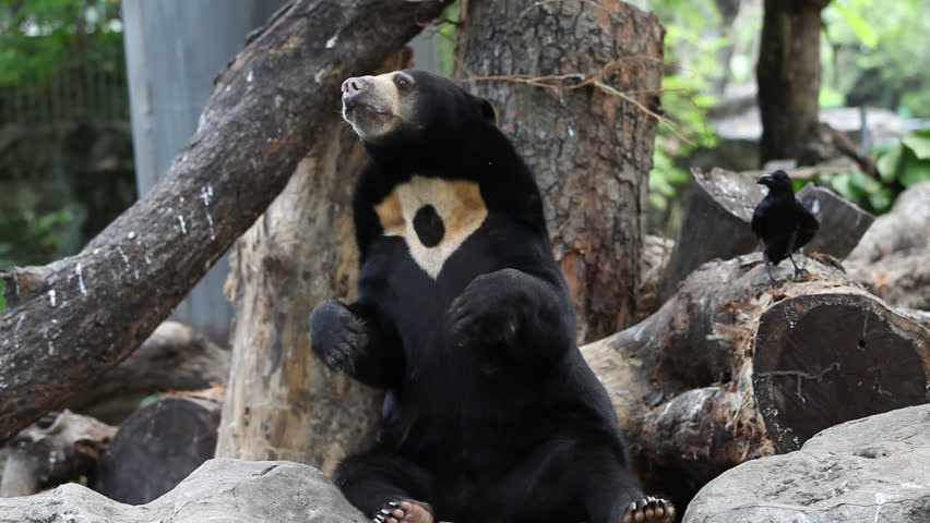 Malayan Sun Bear image - Free stock photo - Public Domain photo - CC0 ...