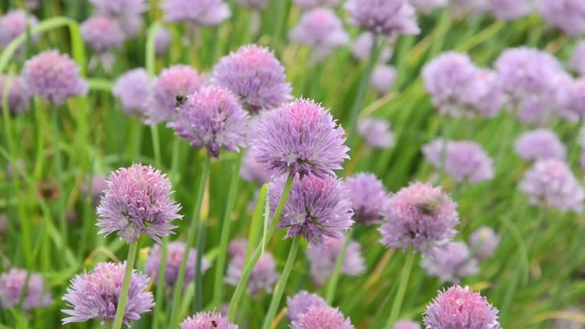 Header of Allium Schoenoprasum