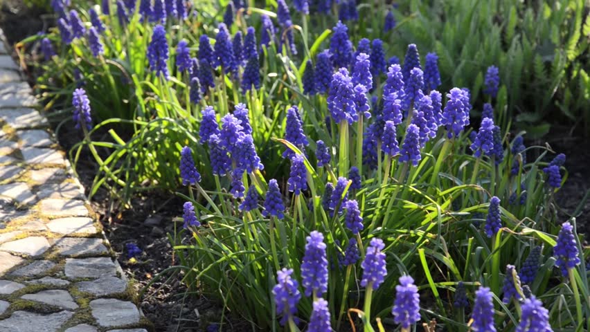 Armenian Grape Hyacinth Muscari Armenia Stock Footage Video Armenian Grape Hyacinth Muscari Armenia