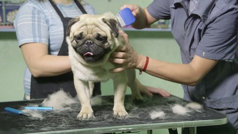 Pug Dog Grooming Pet Salon Stock Footage Video (100% Royalty-free) 4640207  | Shutterstock