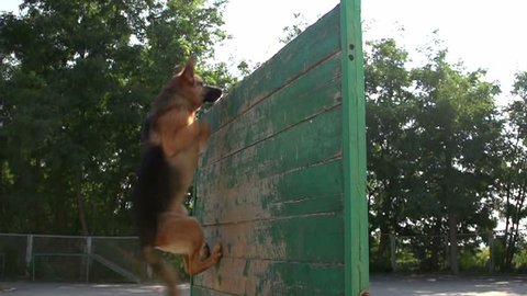 are german shepherds fence jumpers