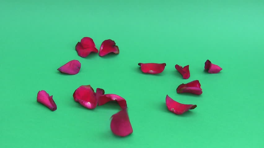 Rose Petals Isolated Stock Footage Video | Shutterstock