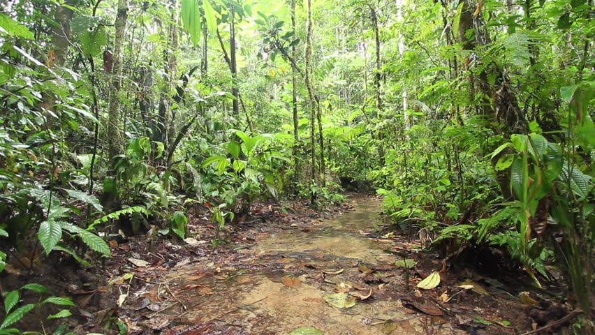 Image result for tropical jungle clearing