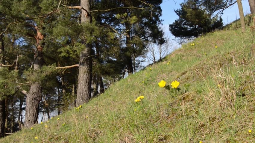 Header of Adonis vernalis