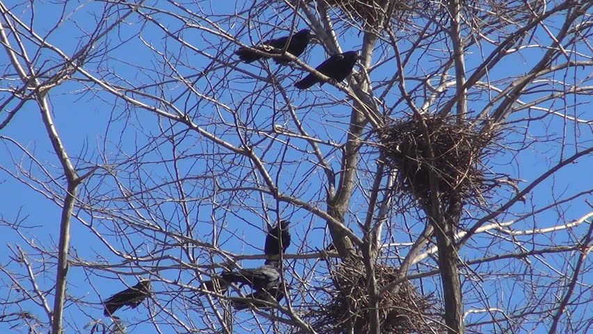 Гнездо вороны воронье гнездо варенье из малины. Гнездо ворона. Гнездо вороны. Птицы вьют гнезда весной. Вороны вьют гнезда на деревьях.