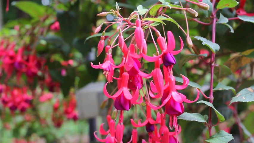 Beautiful Fuchsia Flower Red ว ด โอสต อก ปลอดค าล ขส ทธ เร ยกด หมวดหม ว ด โอ