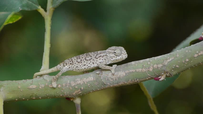 Stock video of small chameleon fleeing from predators | 5014577