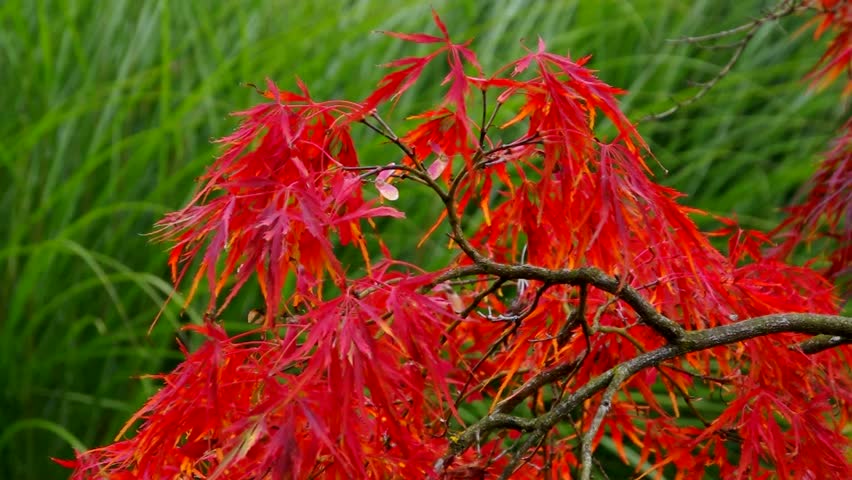Header of Acer Palmatum