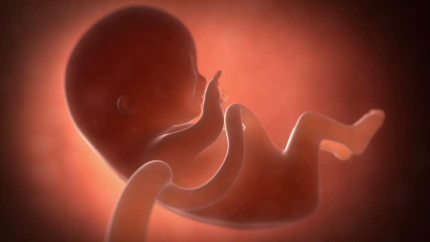 Camera Zooms In To Show A Human Baby Inside A Mother's Womb Stock