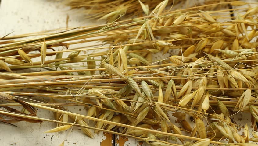 Header of Avena
