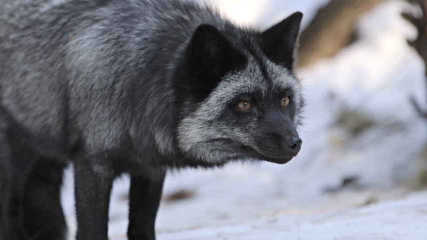 Stock Video Clip Of A Silver Fox Wanders Around It Woodland Stock Video Clip Of A Silver Fox Wanders Around It Woodland Shutterstock