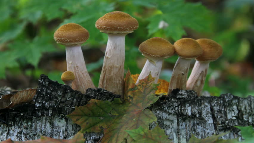 Stock video of mushrooms, a cluster of mushrooms, group | 5134127 ...