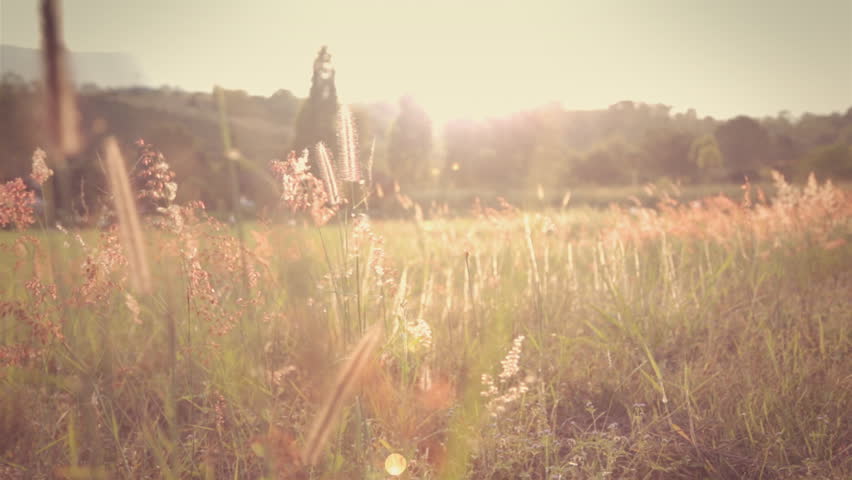 Header of feather