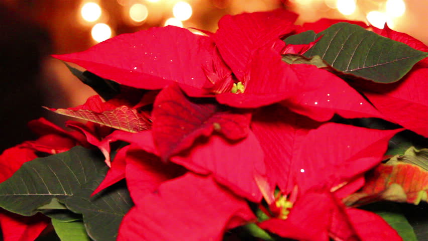 Red Poinsettia or Christmas Flower Stock Footage Video (100% Royalty ...