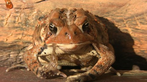 American Toad Shedding Eating Own Skin Stock Footage Video 100 Royalty Free 523477 Shutterstock