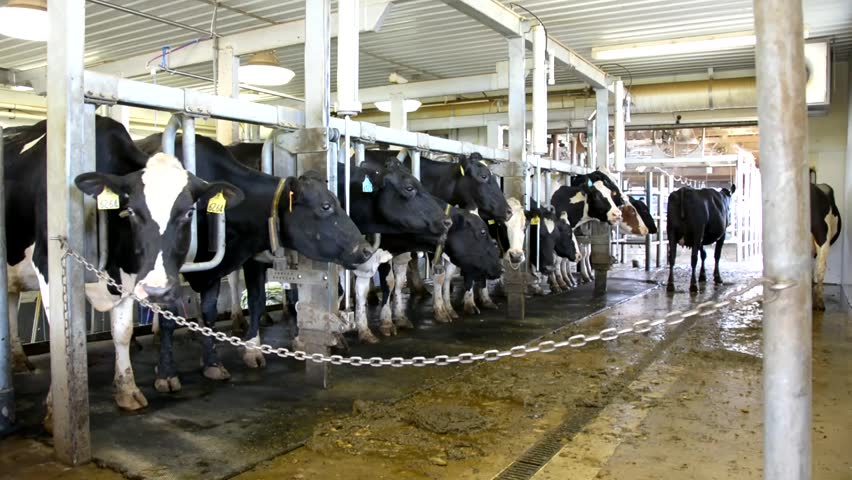 Image result for cows in stanchions