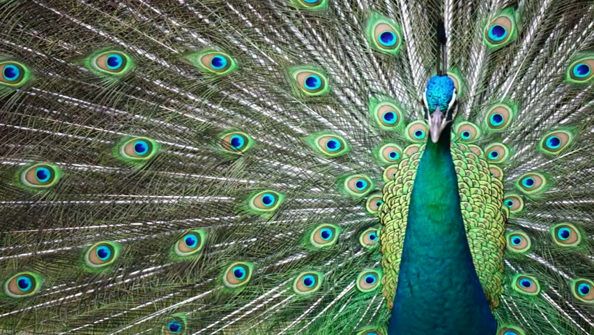 Green Beautiful Peacock Stock Footage Video (100% Royalty-free) 5360567