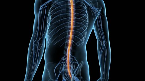 Medical Animation Spinal Cord Stock Footage Video (100% Royalty-free)  5362787 | Shutterstock