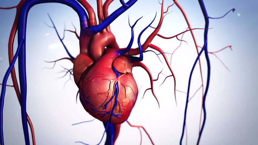 heart, Heart model w/clipping path, Human heart model, Full clipping path included, Human heart for medical study, Human Heart Anatomy