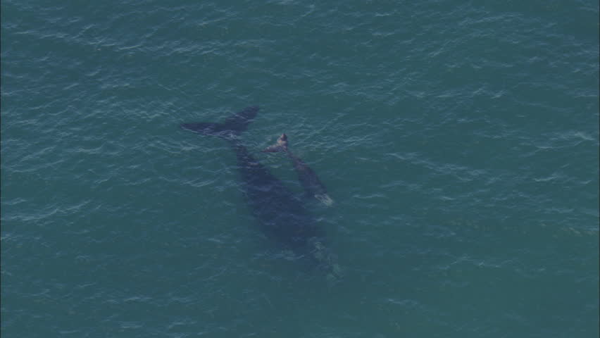 Blue Whale Adult Swimming image - Free stock photo - Public Domain ...