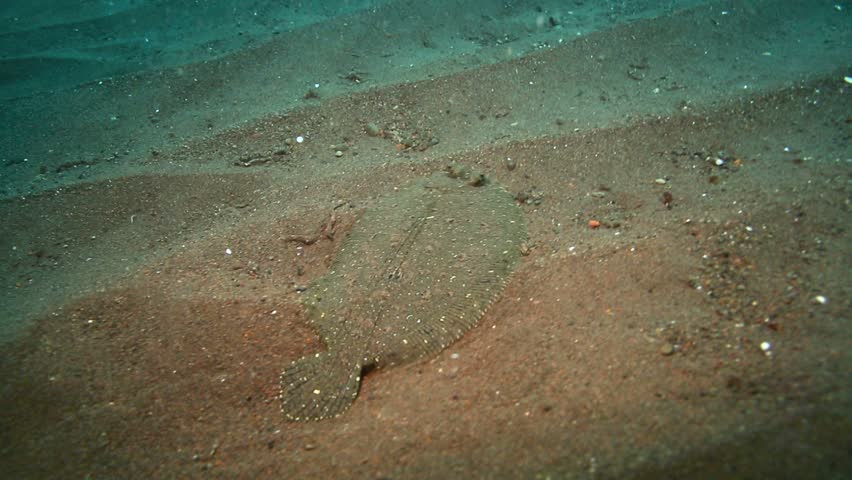 Hd00 17flounder Swimming Over Sand On Ocean Floor In Tulamben