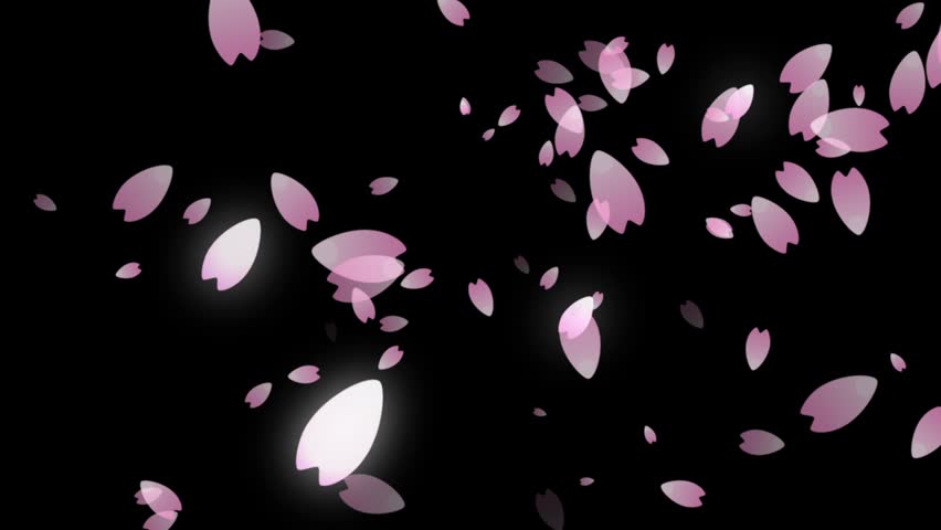 Cherry Blossom Petals Falling Stock Footage Video (100% ...