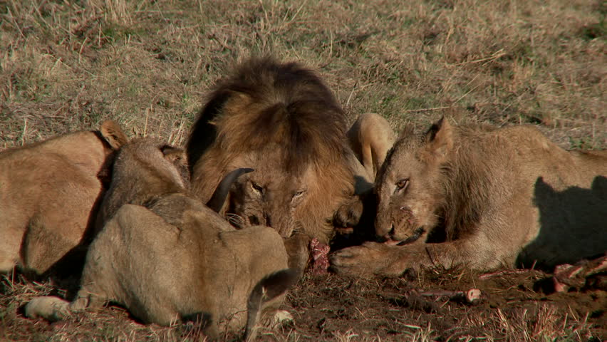 Image result for lion pride eating