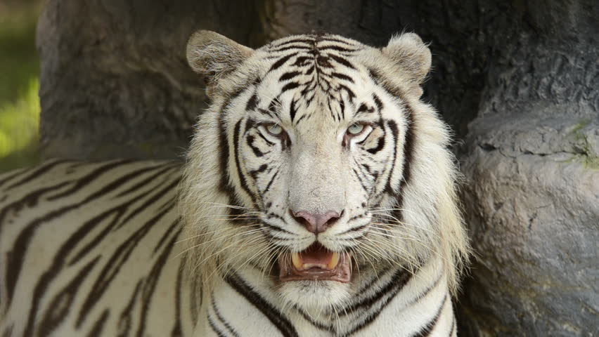 A White Tiger Walking Towards The Camera In A Zoo. Hd 1080p Stock 