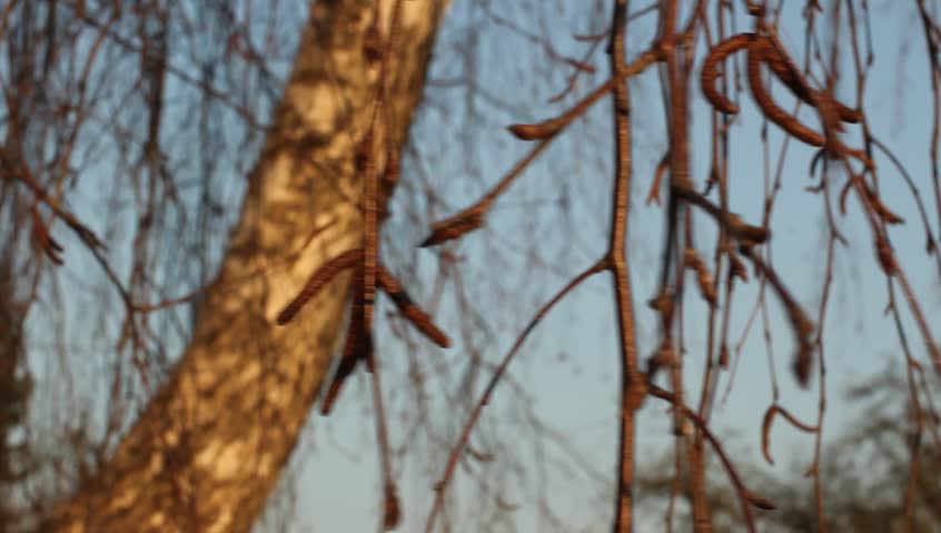 Header of folie