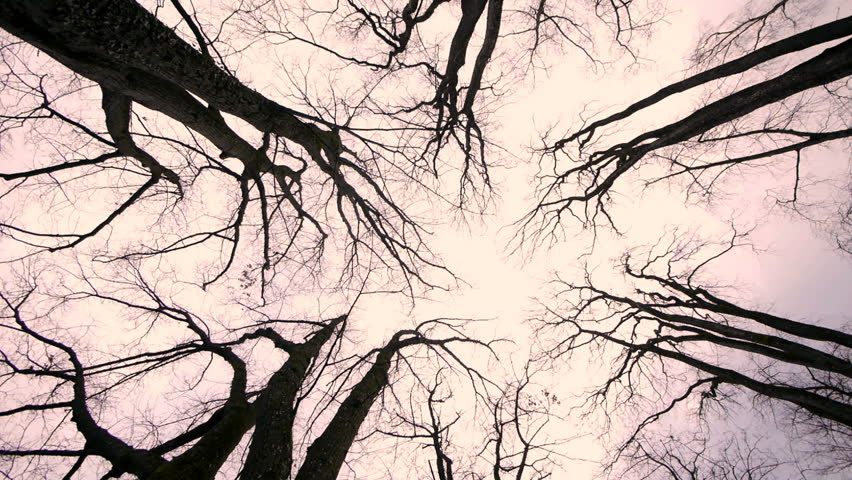 Silhouette of Trees. Woods Forest. Stock Footage Video (100% Royalty-free) 5871707 | Shutterstock