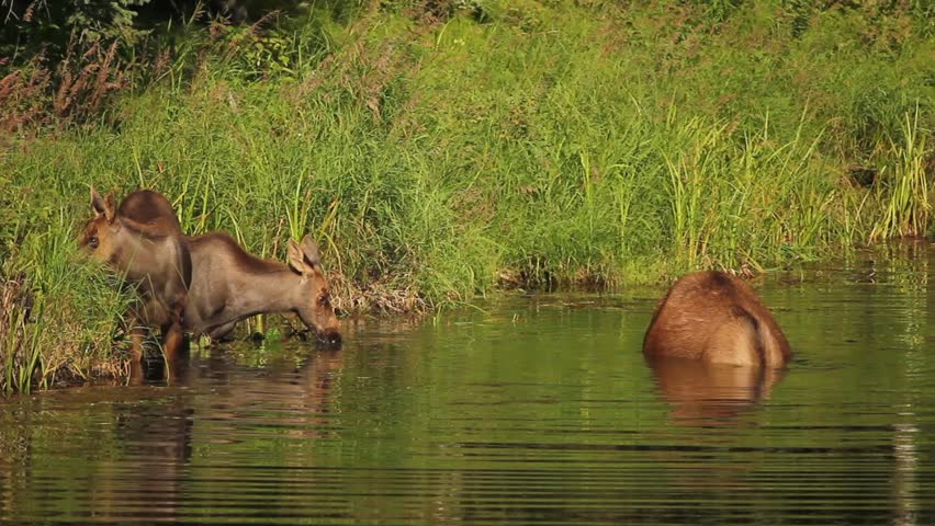Moose and Bear main image 1