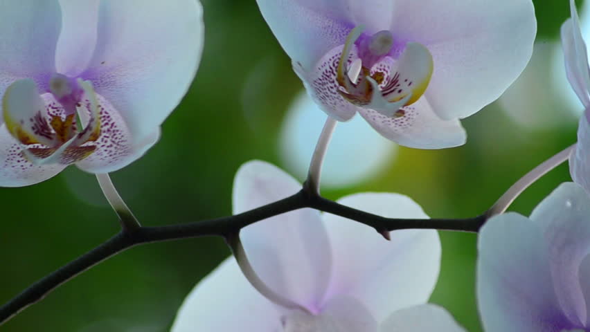 White and Pink Orchid Flowers Stockbeeldmateriaal en -video's (100%