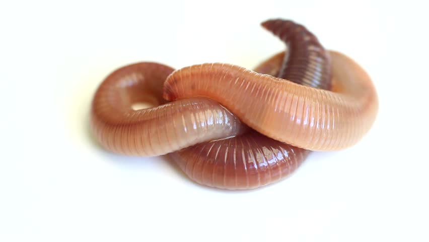 worms armageddon low fps worms armageddon low fps