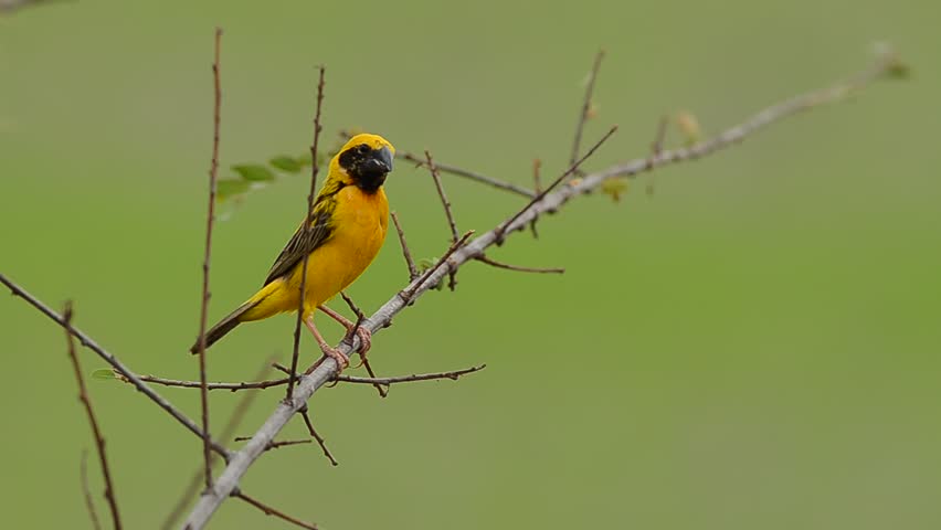 Golden asian arowanatures, amature high school teens nude