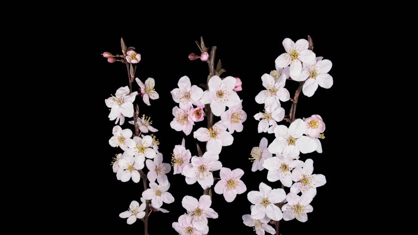 Time Lapse Of Blooming Apricot Tree Stock Footage Video 100