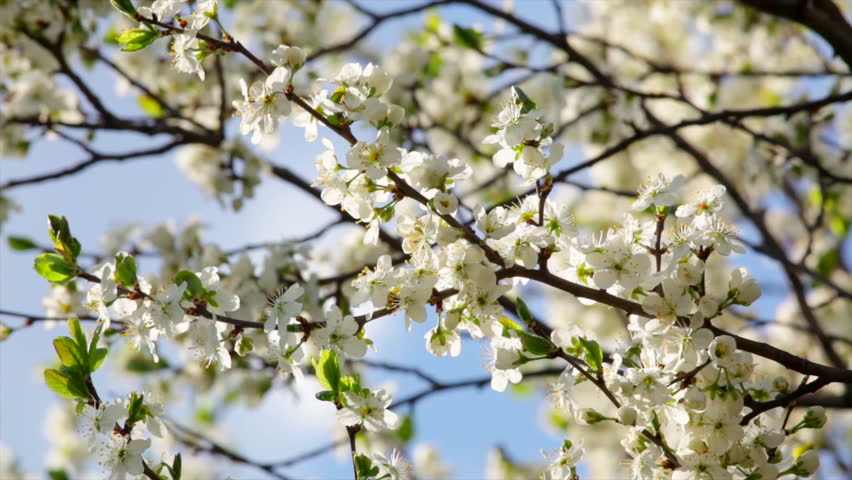 Sunlit White Cherry Blossom With Stock Footage Video 100 Royalty Sunlit White Cherry Blossom With Pink Stamens And New Green Leaves Waving In The Spring Light Wind On Blur Background Revival Of Nature After Winter
