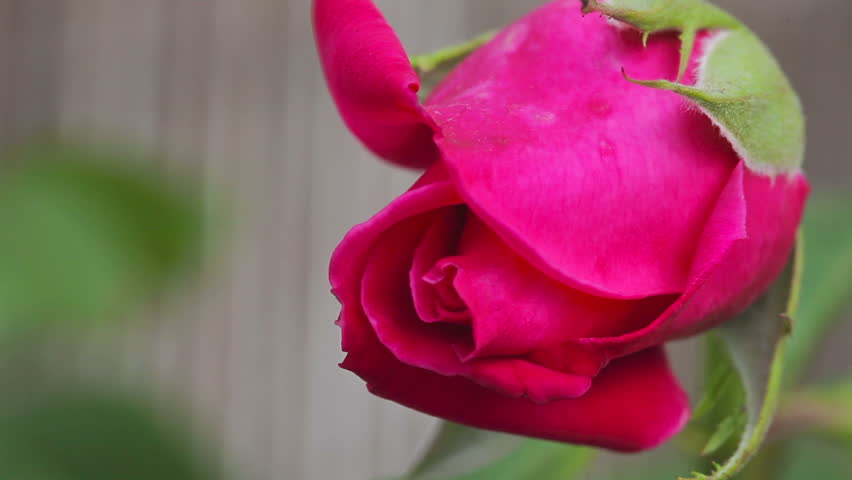Header of Caprice