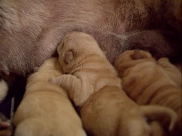 Shar Pei Nursing Pups Stock Footage Video 100 Royalty Free
