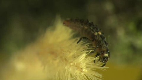 Macrobrochis Gigas Caterpillar With White Stock Footage Video 100