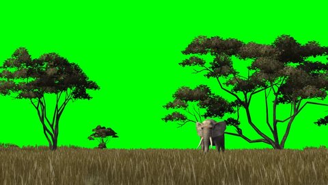 Một chú voi đang bội phóng trên đồng cỏ xanh mát, với nền màn hình xanh sẽ làm cho bạn cảm thấy như đang thật sự đi bộ trong cảnh quan thiên nhiên đầy màu sắc. Hãy đến để tận hưởng cảm giác tự do và thoải mái.