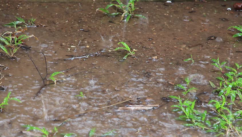 Rain Drops On Wet Soil Stock Footage Video (100% Royalty-free) 6689867