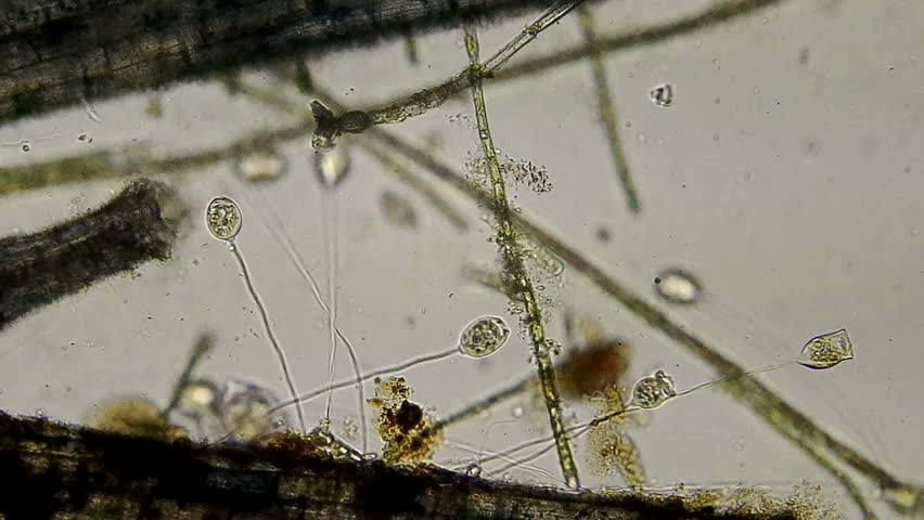 Header of contractile