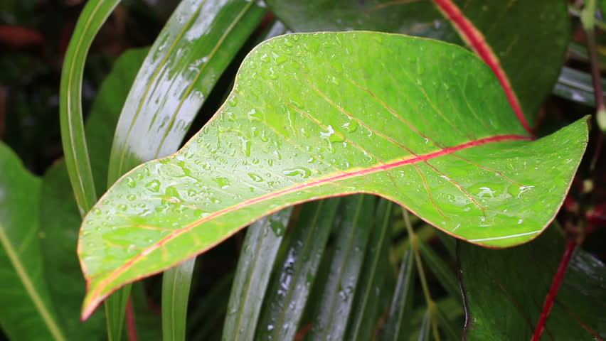Header of pantropical